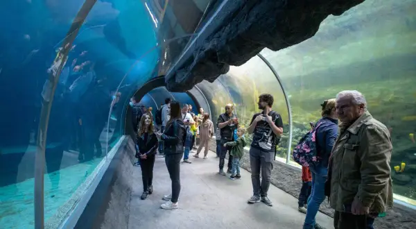 Oceanarium w Łodzi: Orientarium ZOO Planuj wizytę! Ceny i rekiny