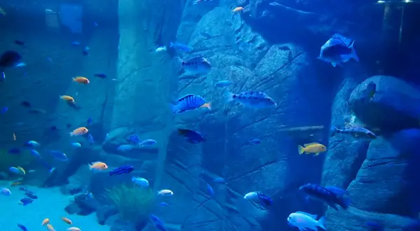 Największe oceanarium w Krakowie? Odkryj TOP 3 w Polsce!