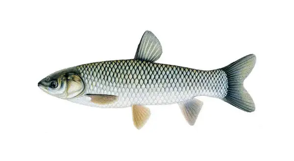 Ilustracja przedstawia rybę o srebrzystych łuskach i charakterystycznym kształcie płetw. To karp azjatycki, gatunek znany z wód wschodniej Azji.