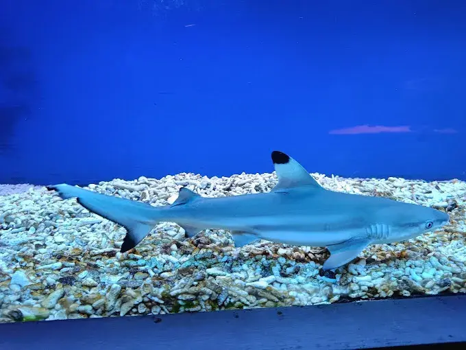 Oceanarium w Niechorzu: Czy warto? Opinie, ceny i porady