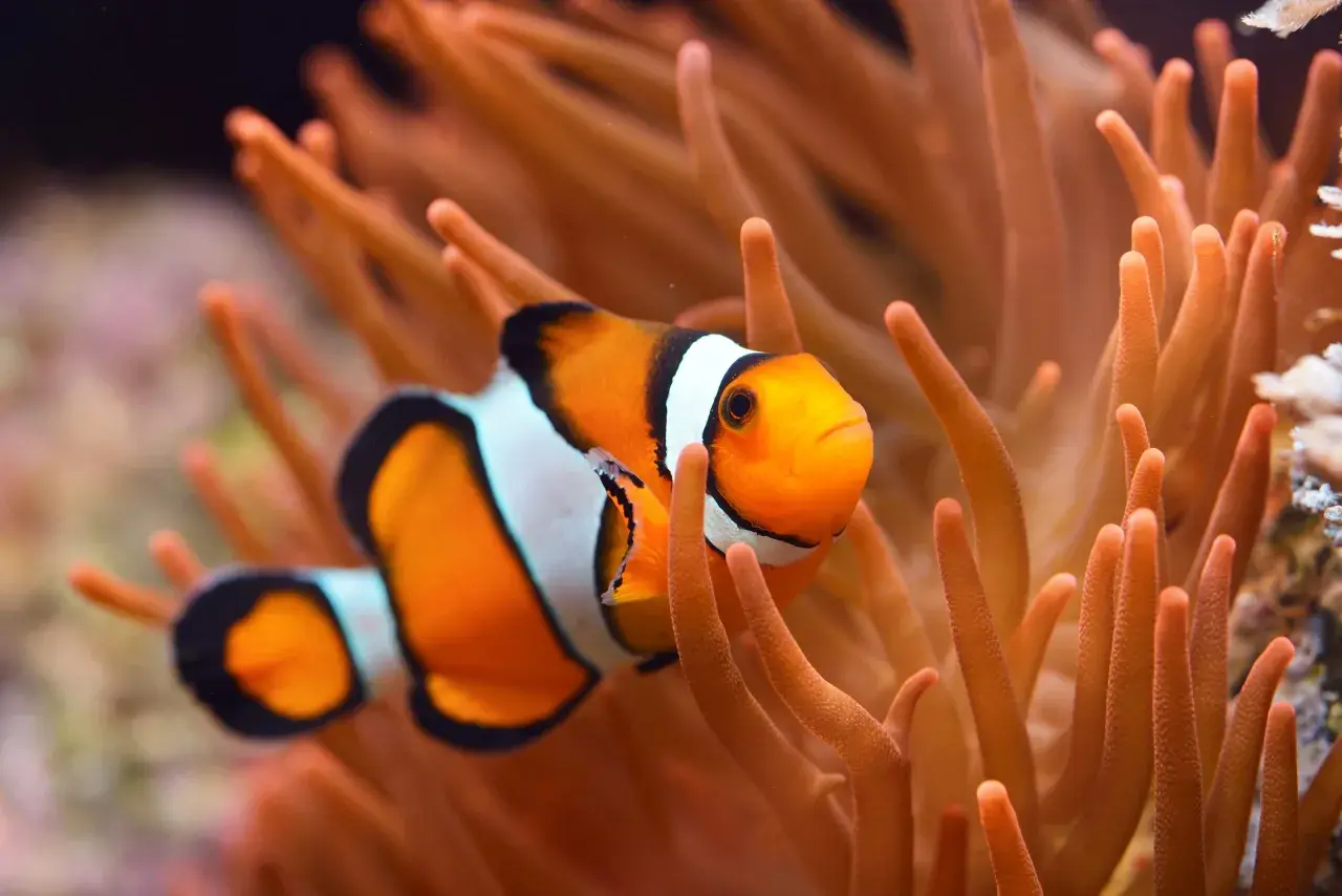 Pomarańczowa ryba nemo, znana z filmu, pływa wśród pomarańczowych macek ukwiału.