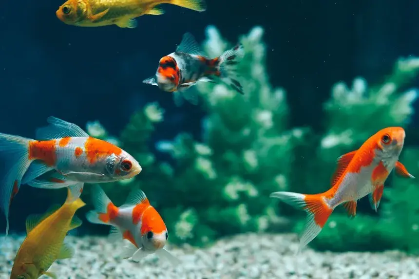 Jakie rybki z gupikami? Stwórz zgodne akwarium krok po kroku!