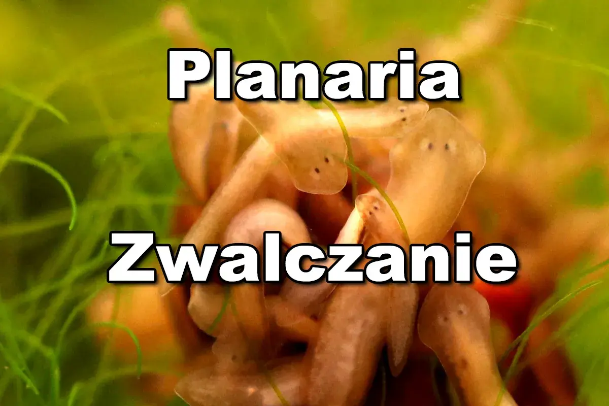 Wypławki w akwarium. Planaria - zwalczanie tych niechcianych lokatorów.