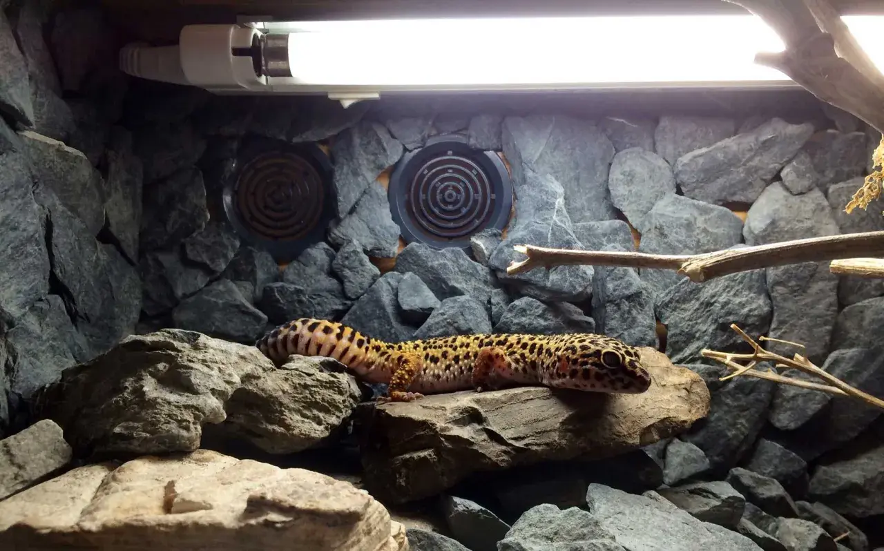 Uroczy gekon pigmejski wygrzewa się na skale w kamienistym terrarium, pod lampą grzewczą.