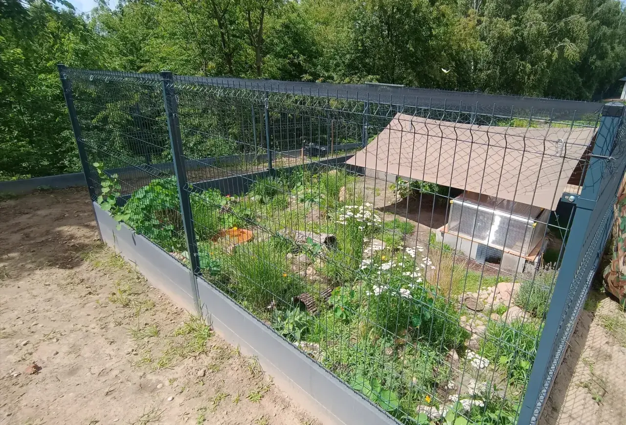 Wybieg dla tegu z zielenią, domkiem i kamieniami.