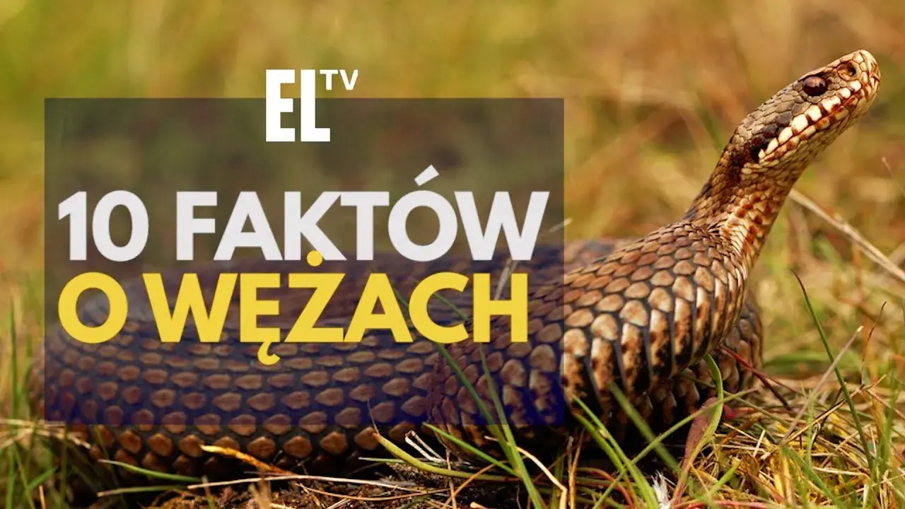 Czy wąż jest gadem? Tak! Poznaj fakty i rozwiej mity