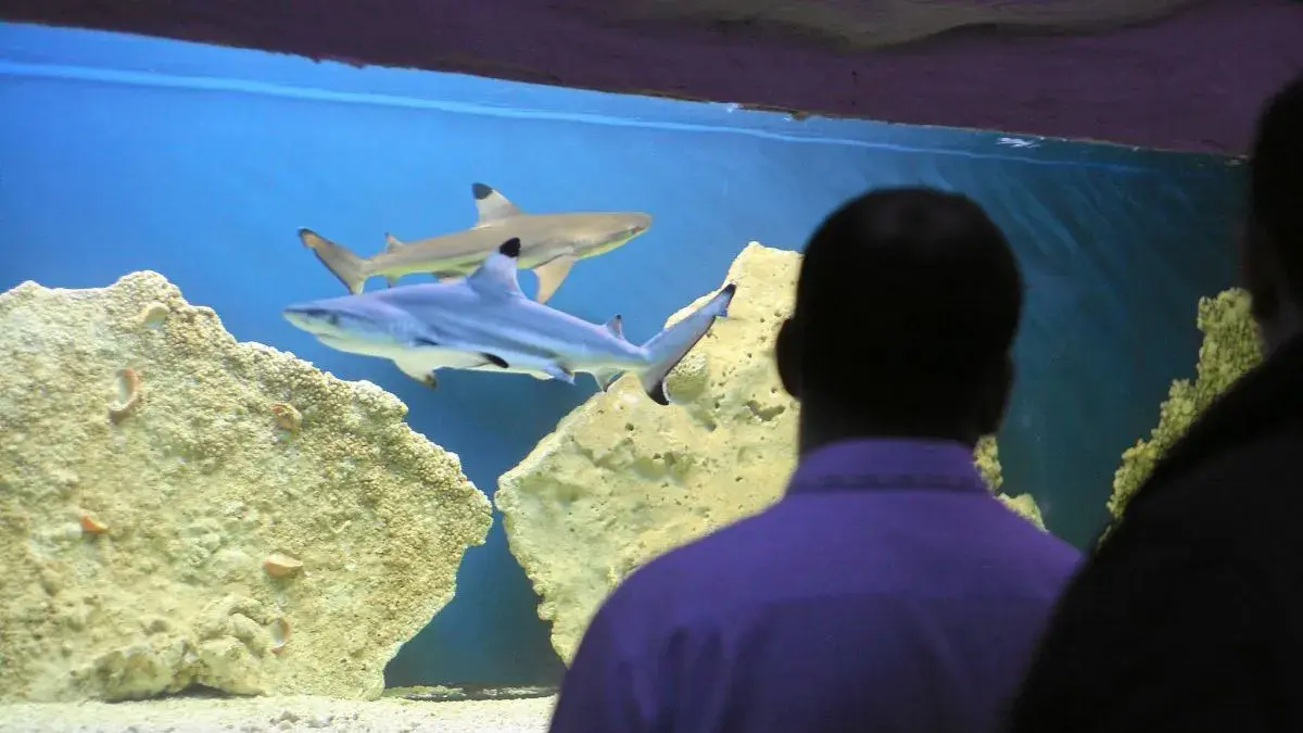 Blue City: Oceanarium 3D czy prawdziwe ryby? Alternatywy!