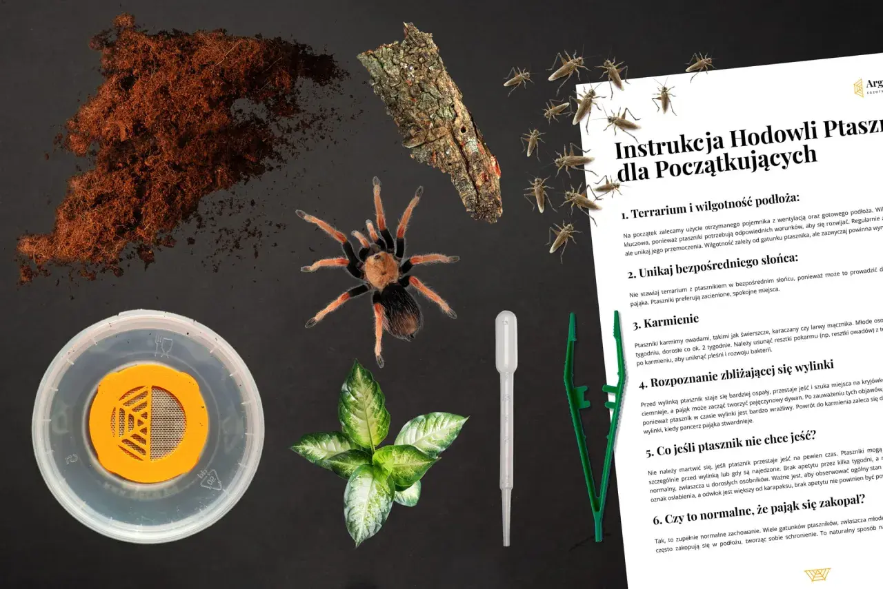 Ptaszniki, owady i instrukcja hodowli. Na zdjęciu młody ptasznik, świerszcze, podłoże i elementy terrarium.