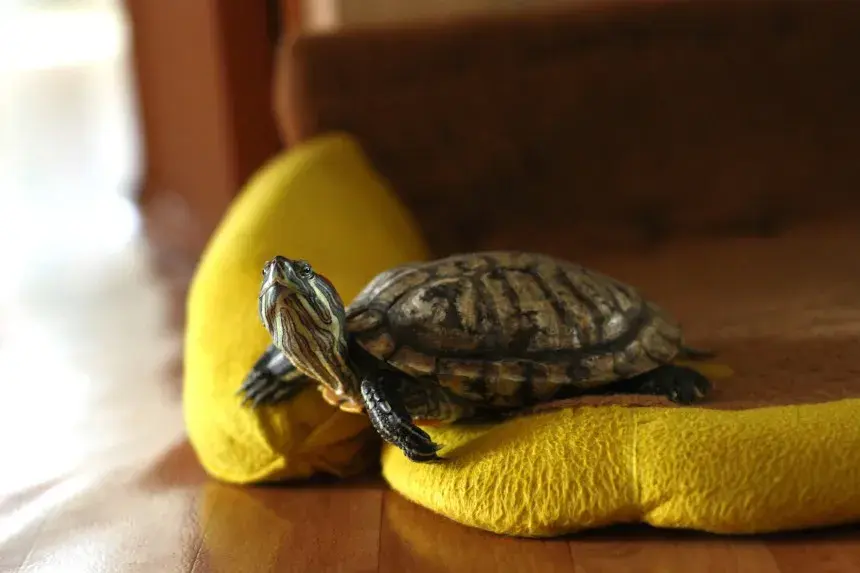 Żółw hieroglifowy: Ile żyje? Zadbaj o 30+ lat!