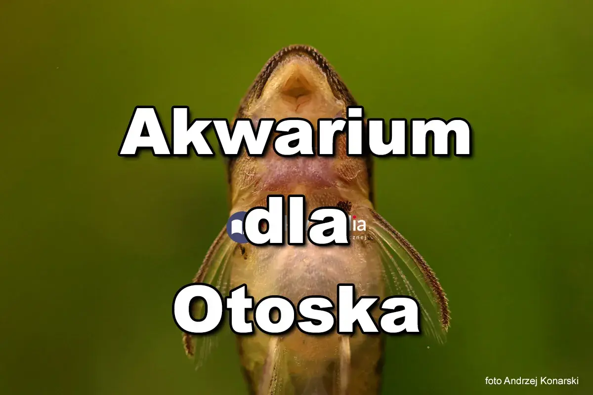 Akwarium dla otoska. Mała rybka z bliska, z widocznymi płetwami i pyszczkiem.