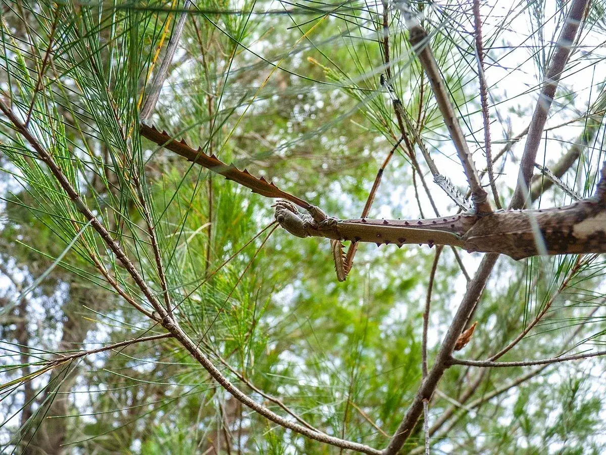 Niezwykły, kolczasty patyczak, być może największy patyczak na świecie, ukrywa się wśród gałęzi drzewa iglastego.