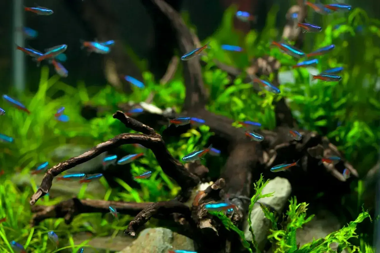 Stado neonów, małych rybek **tetra**, pływa wśród zielonych roślin i korzeni w akwarium.