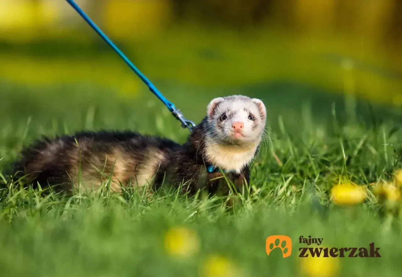 Urocza fretka na smyczy w trawie. Zastanawiasz się, ile kosztuje fretka?