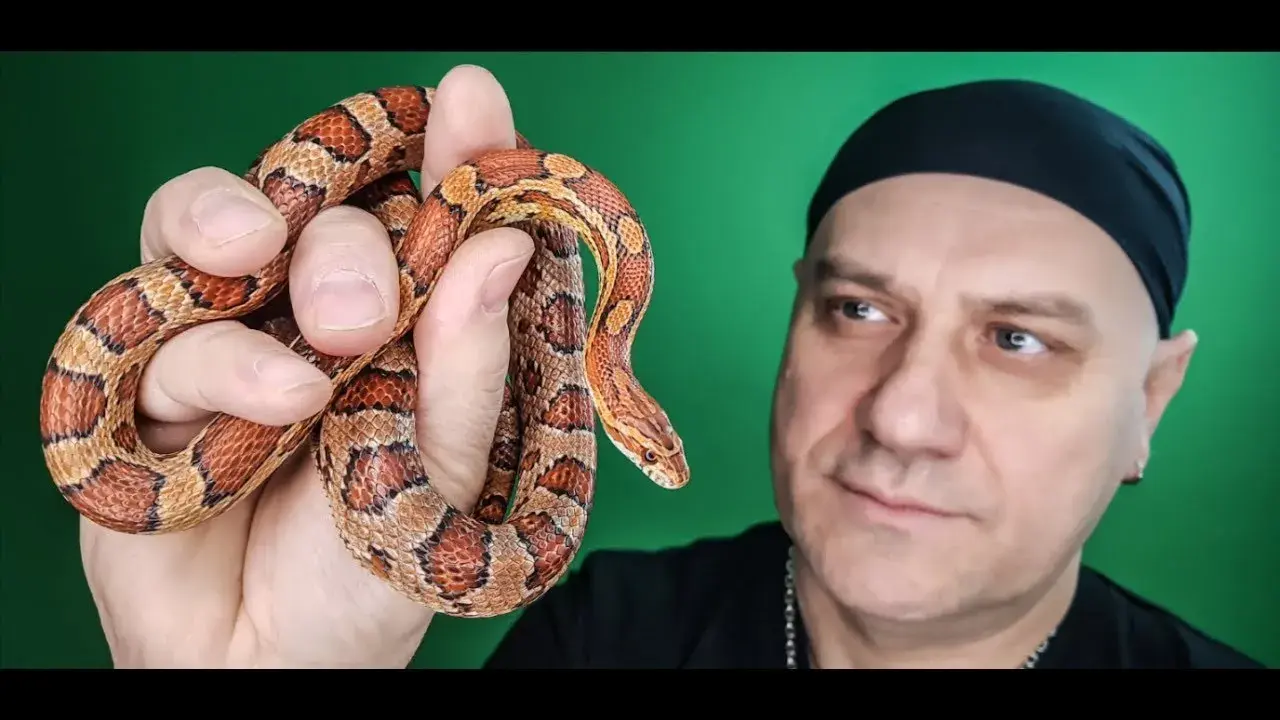Wąż dla początkujących? Wybierz gatunek, poznaj koszty i zacznij hodowlę!