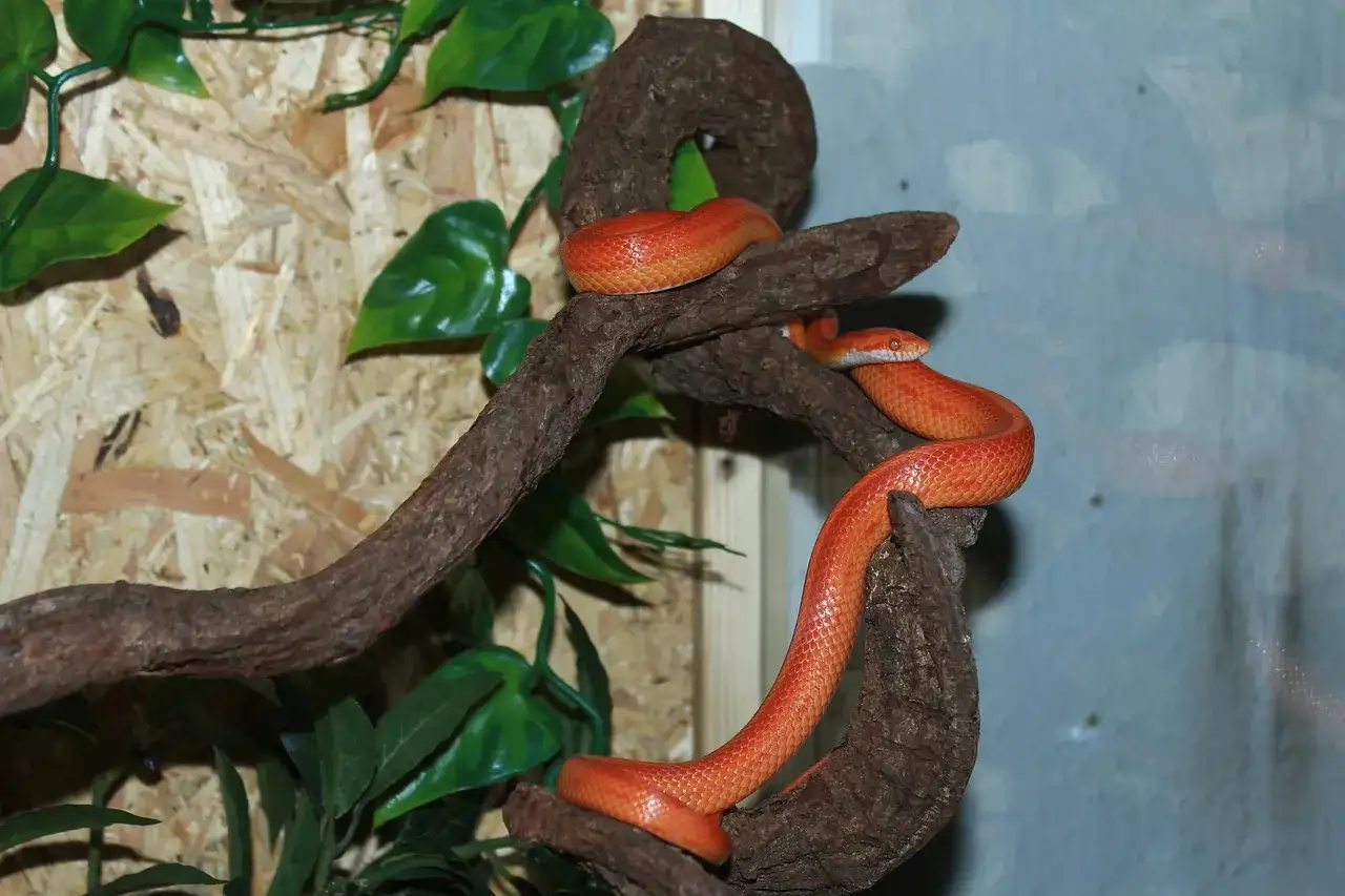 Pomarańczowy wąż zbożowy wspina się po gałęziach. Idealne terrarium dla węża zbożowego powinno zapewniać takie naturalne kryjówki i możliwość wspinaczki.