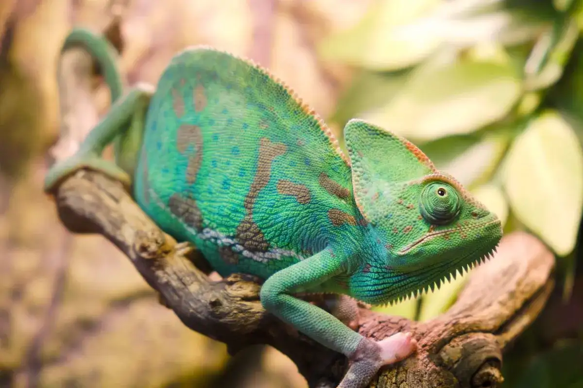 Zielony kameleon z brązowymi plamami siedzi na gałęzi. Czy kameleon gryzie? Ten osobnik wygląda spokojnie, ale jego zęby są widoczne.