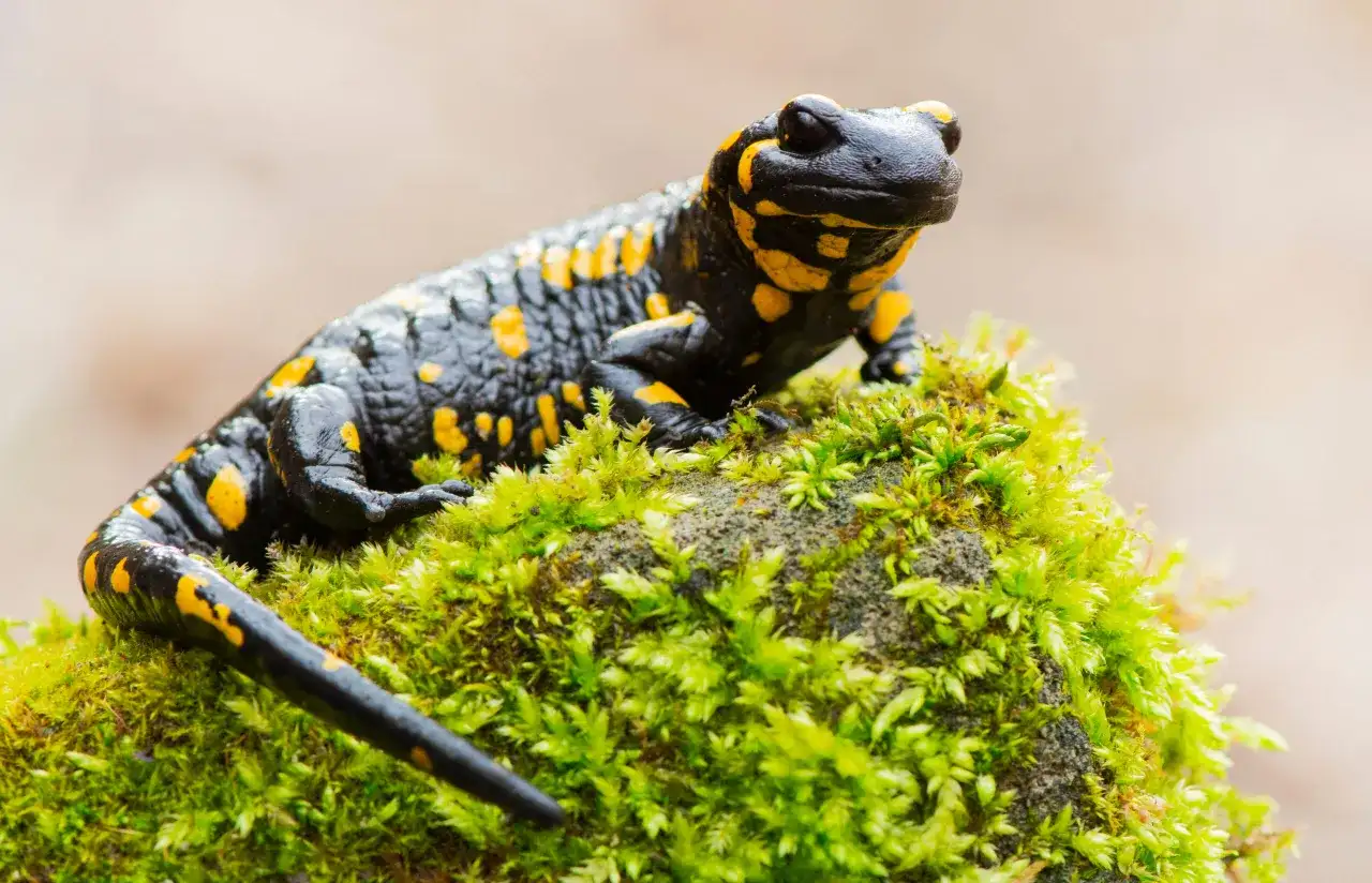 Czarna salamandra plamista z żółtymi cętkami siedzi na omszałym kamieniu. Czy salamandra to jaszczurka? Nie, to płaz.