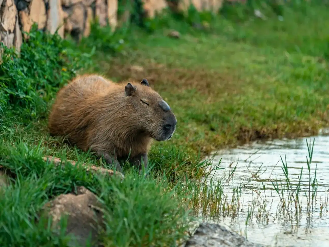 Kapibara odpoczywa nad wodą. Zastanawiasz się, jaka jest kapibara cena?