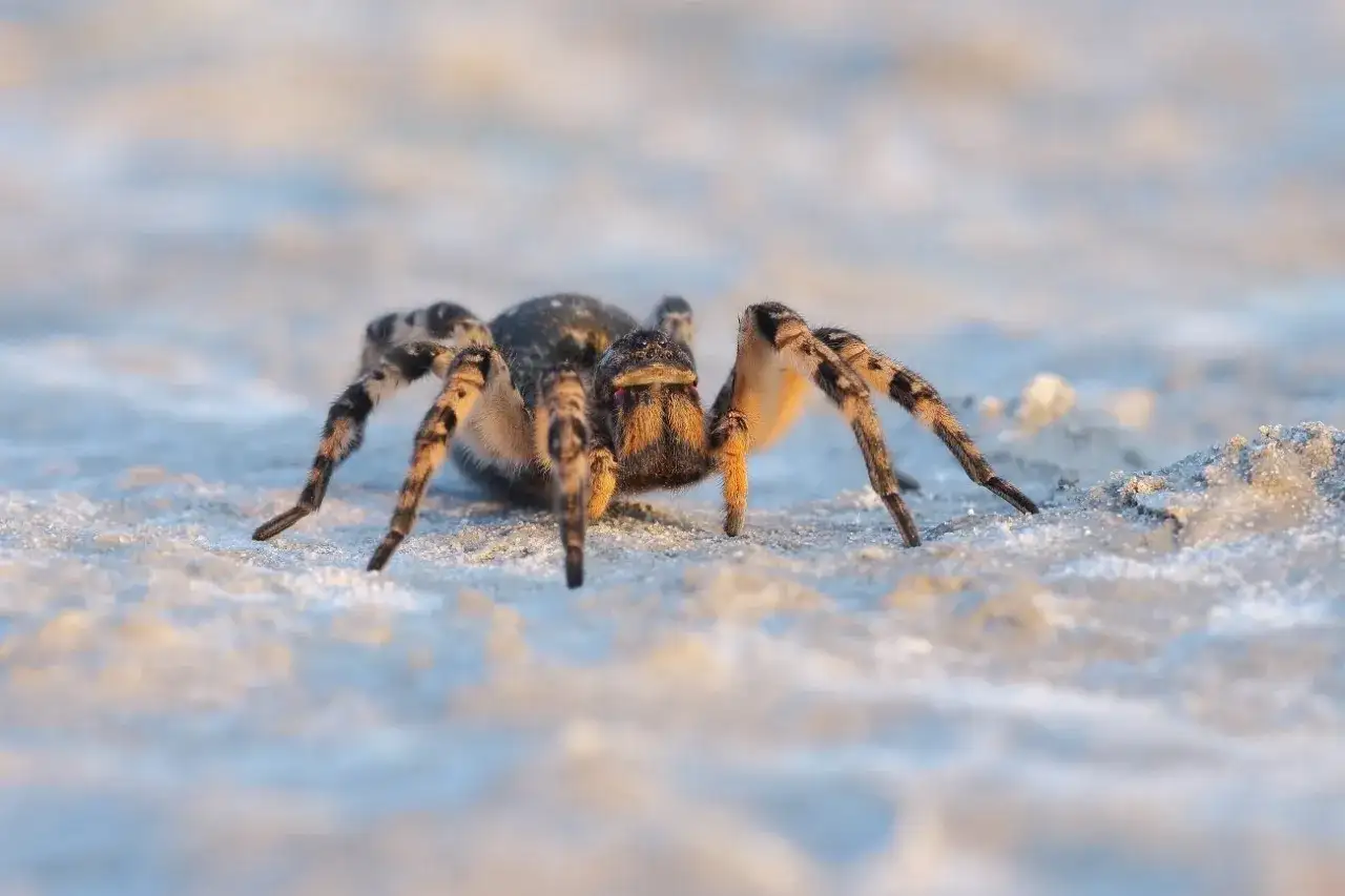 Tarantula ukraińska w Polsce, z charakterystycznymi pręgowanymi odnóżami, przemierza piaszczysty teren.