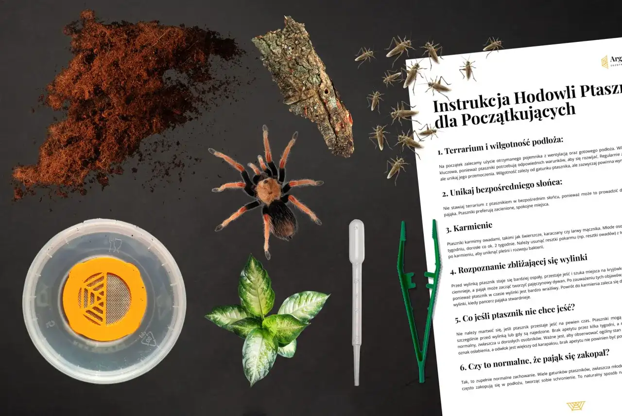Ptaszniki, owady i instrukcja hodowli. Na zdjęciu młody ptasznik, świerszcze, podłoże i elementy terrarium.