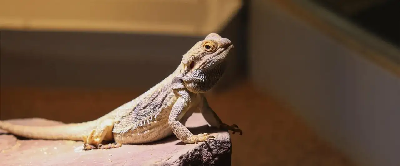 Jasna agama brodata biała siedzi na kamieniu, oświetlona ciepłym światłem.