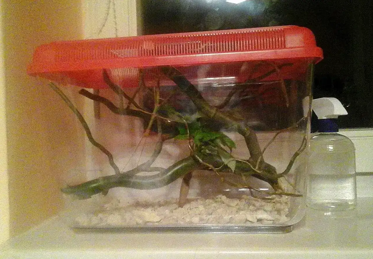 Jak urządzić terrarium dla patyczaka: gałęzie, liście i wilgotne podłoże w przezroczystym pojemniku z czerwoną pokrywą. Obok butelka ze spryskiwaczem.