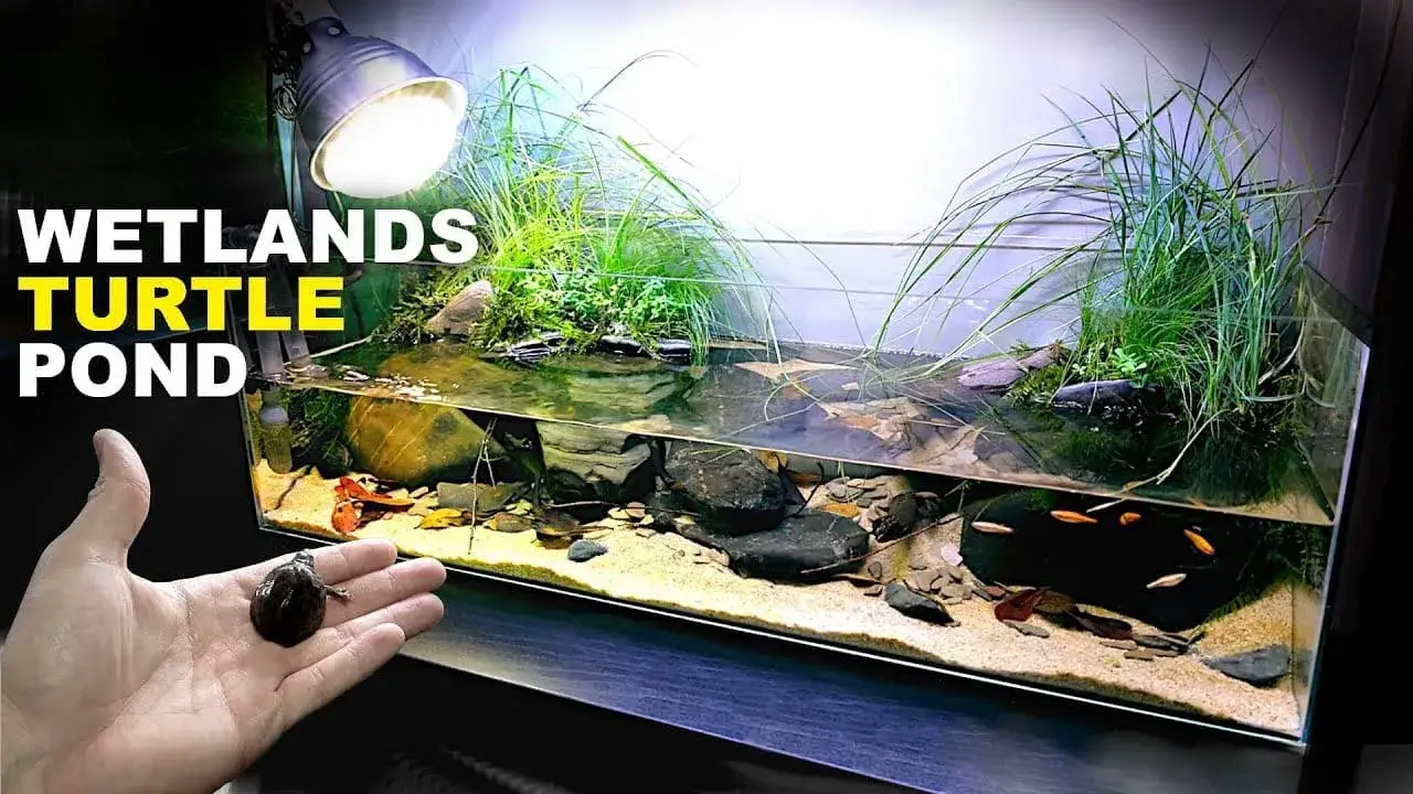 akwaterrarium dla żółwia wodno-lądowego
