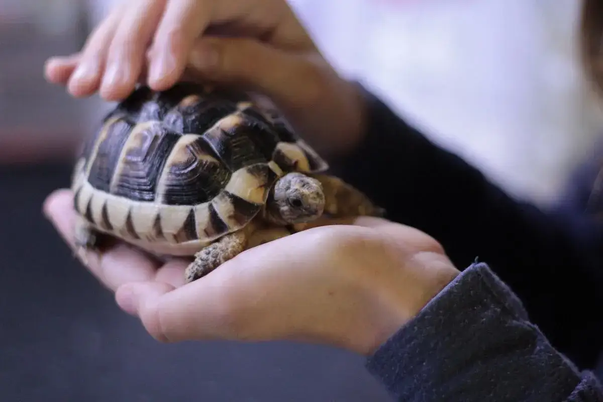 żółw w fundacji adopcja