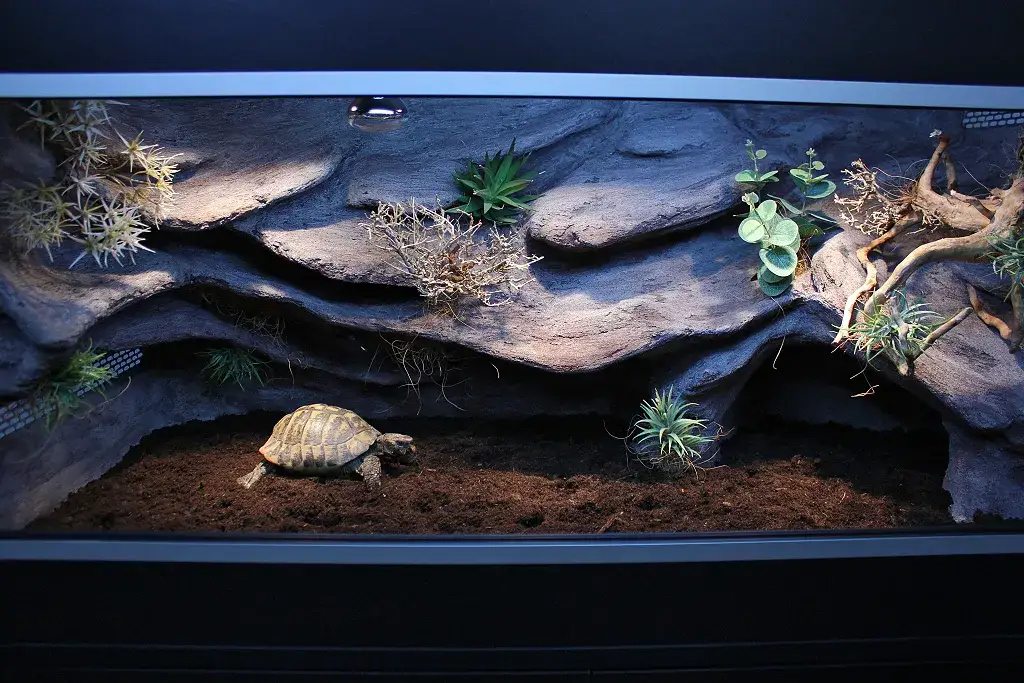 terrarium dla żółwia greckiego wymiary