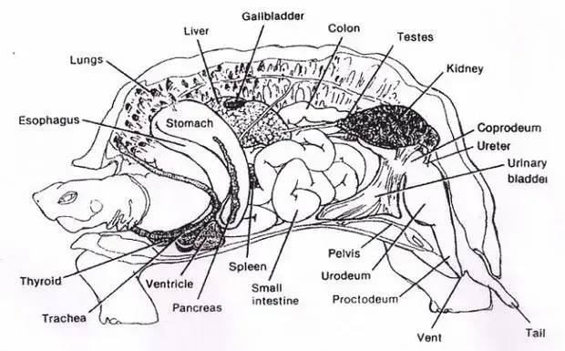 anatomia ż&oacute;łwia szkielet i organy