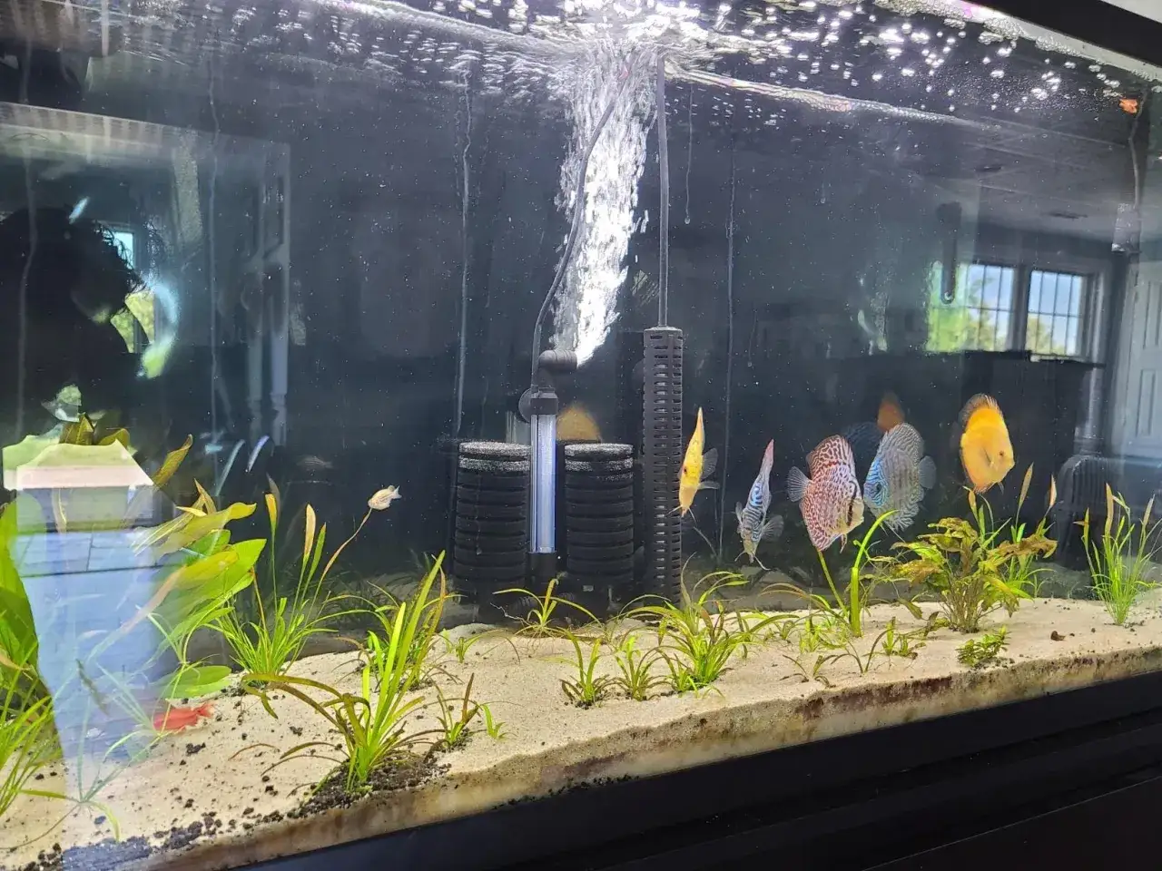 Akwarium z rybami dyskowcami i roślinami. Widać też małe krewetki akwariowe ukryte wśród piasku.