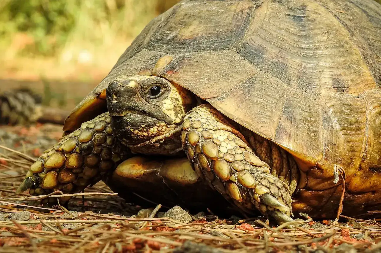 weterynarz gady żółw grecki