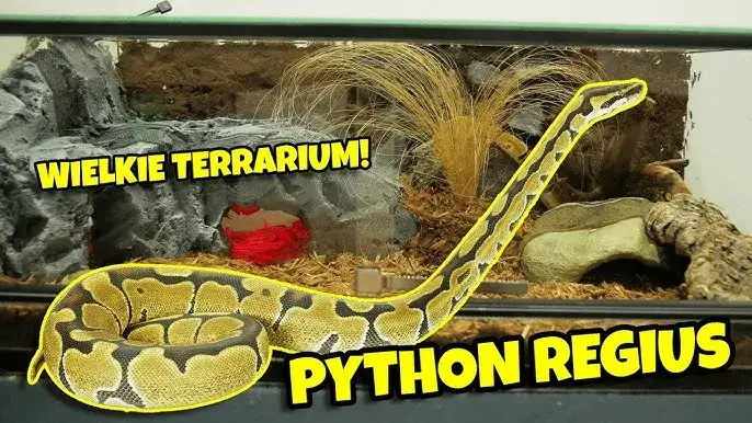 Wąż zbożowy i pyton królewski w terrarium