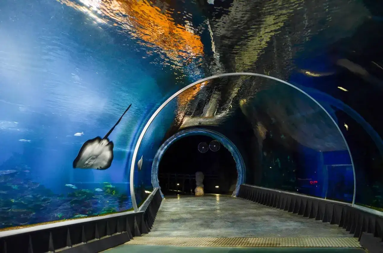 Afrykarium Wrocław atrakcje podwodny tunel