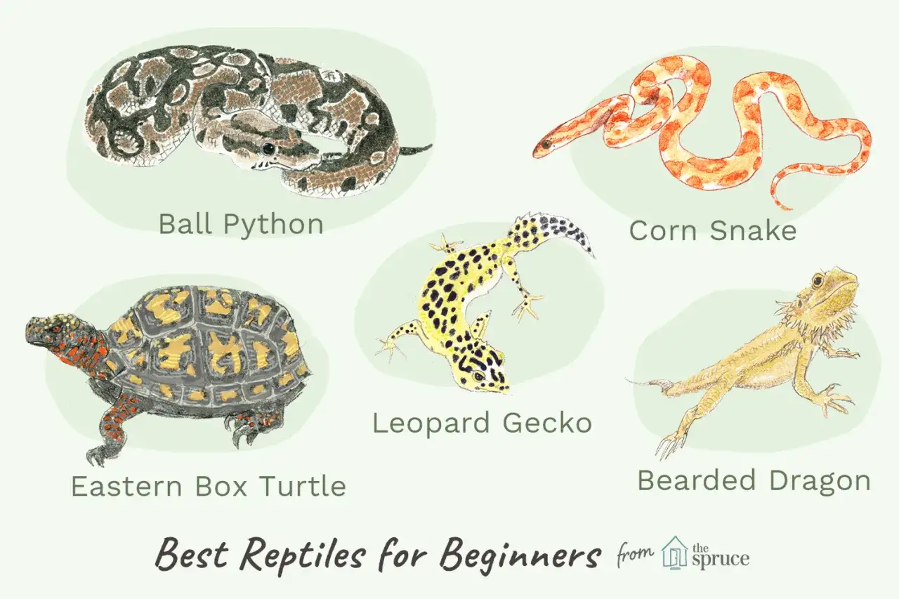 Ilustracje jaszczurek dla początkujących: pyton królewski, wąż zbożowy, żółw, gekon lamparci, agama brodata.