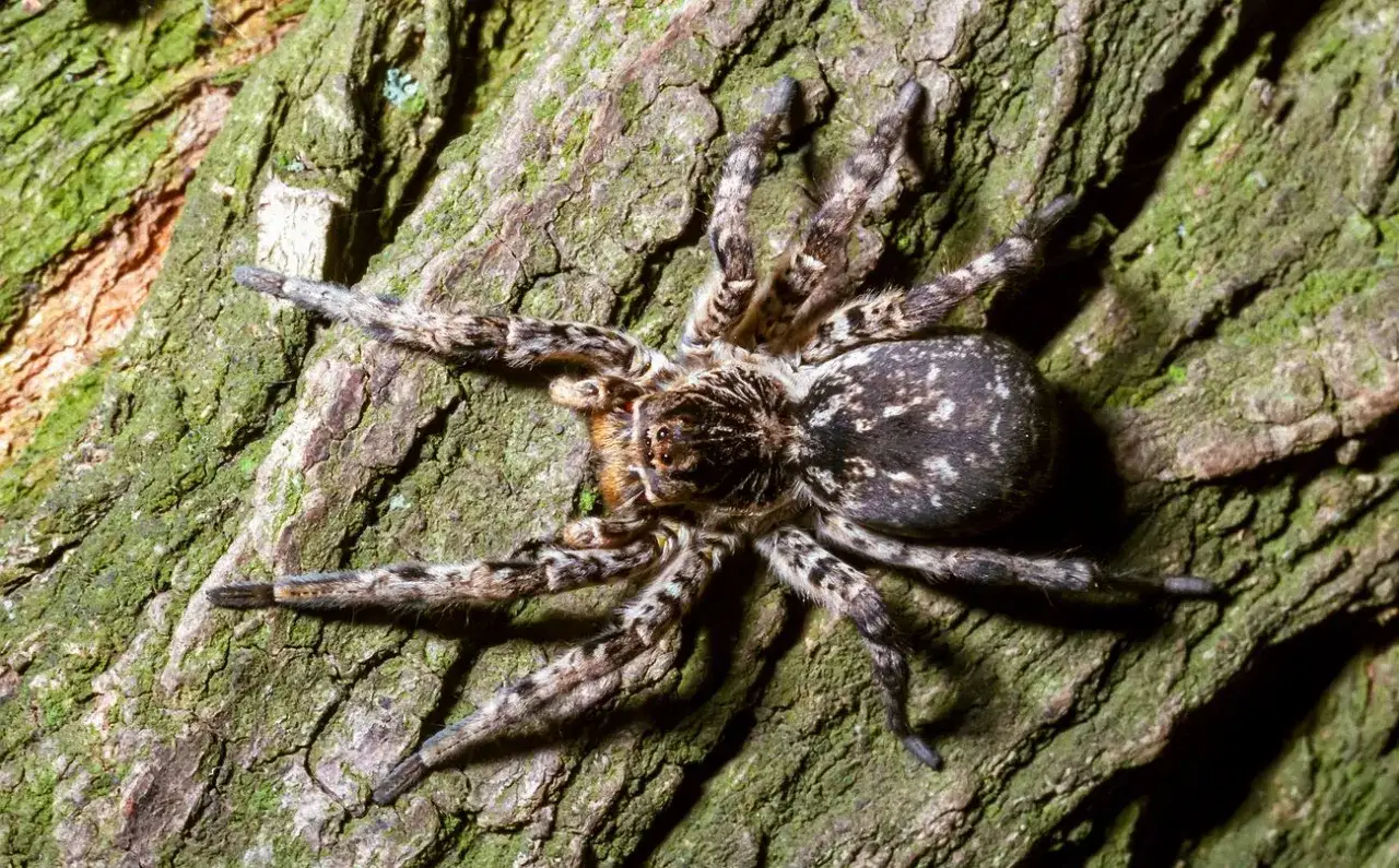 Tarantula ukraińska w Polsce, pająk o cętkowanym odwłoku i włochatych nogach, siedzi na chropowatej korze drzewa.