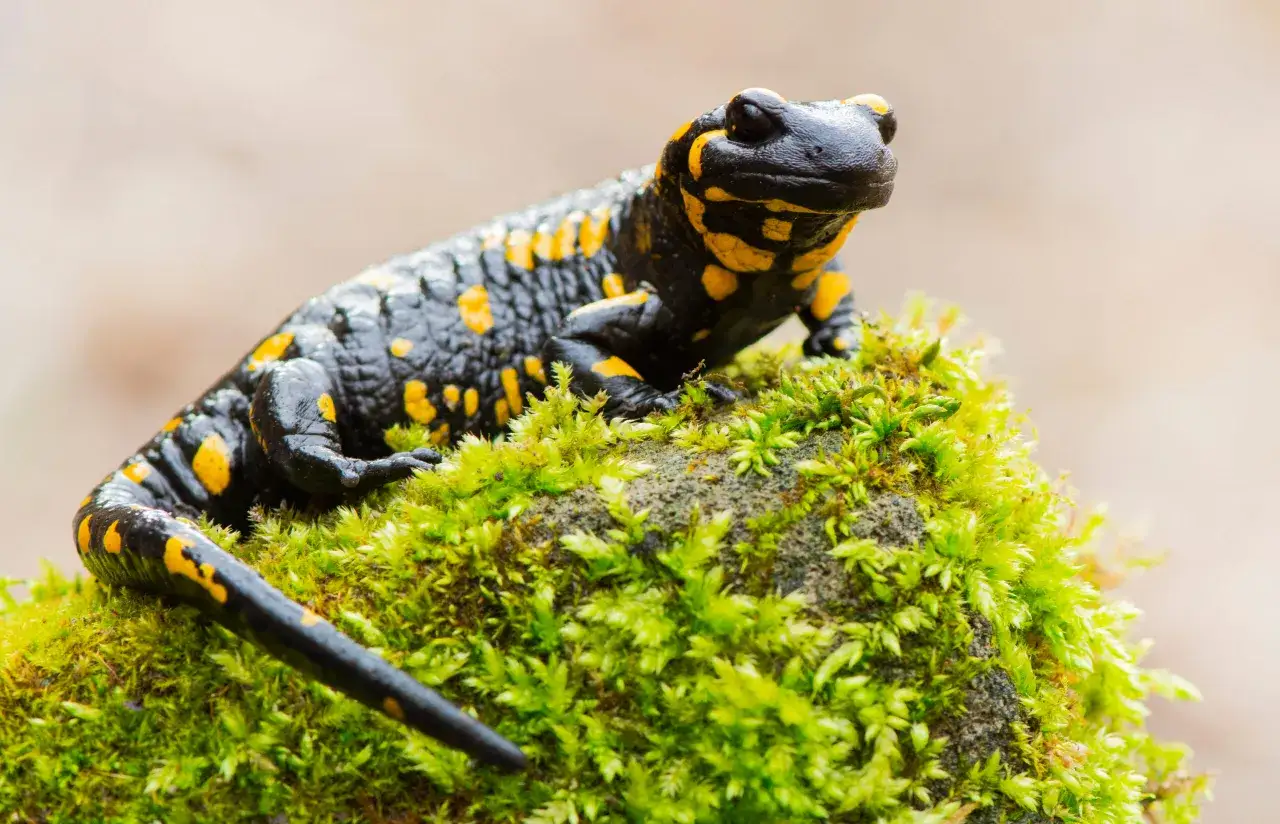 Czarna salamandra plamista z żółtymi cętkami siedzi na omszałym kamieniu. Czy salamandra to jaszczurka? Nie, to płaz.