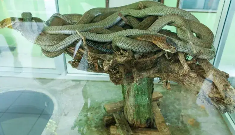 idealne terrarium dla węża warunki