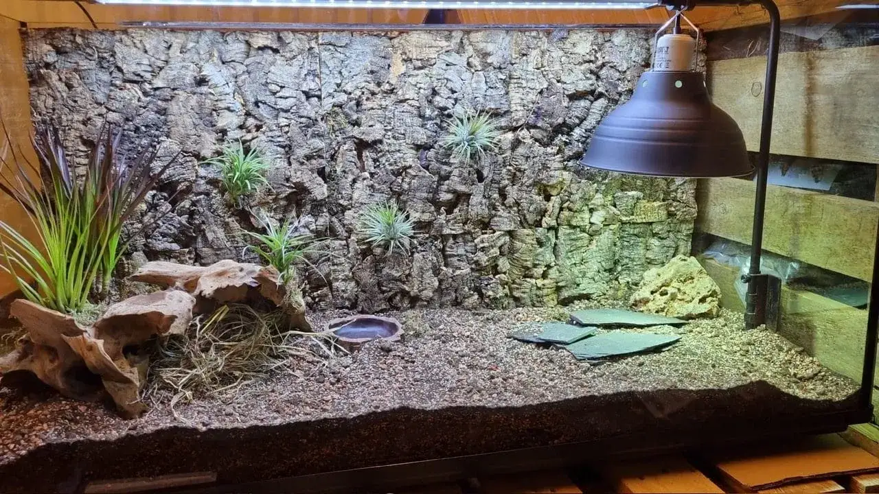 idealne terrarium dla żółwia lądowego