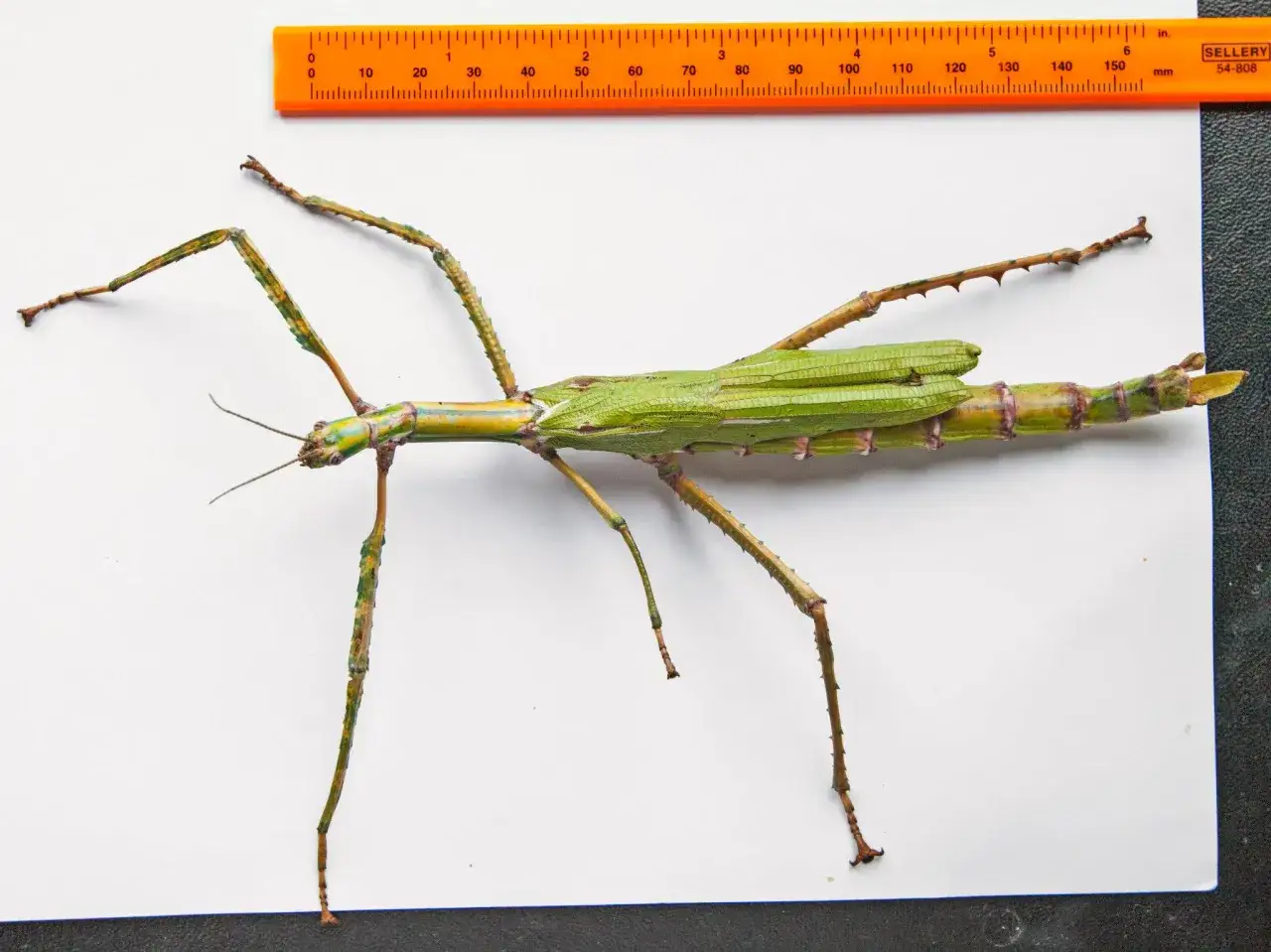 Największy patyczak na świecie, zielony i długi, leży obok pomarańczowej linijki mierzącej 15 cm.