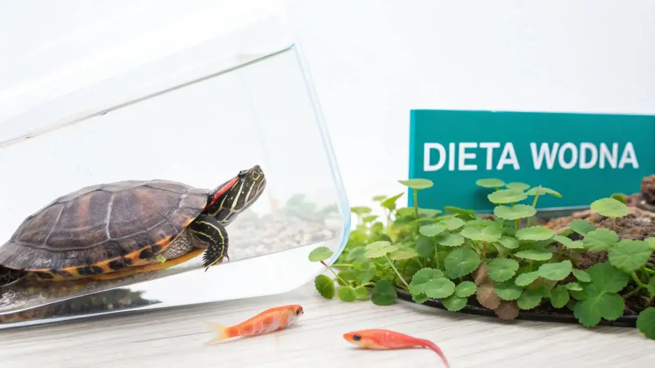 żółw czerwonolicy dieta pokarm