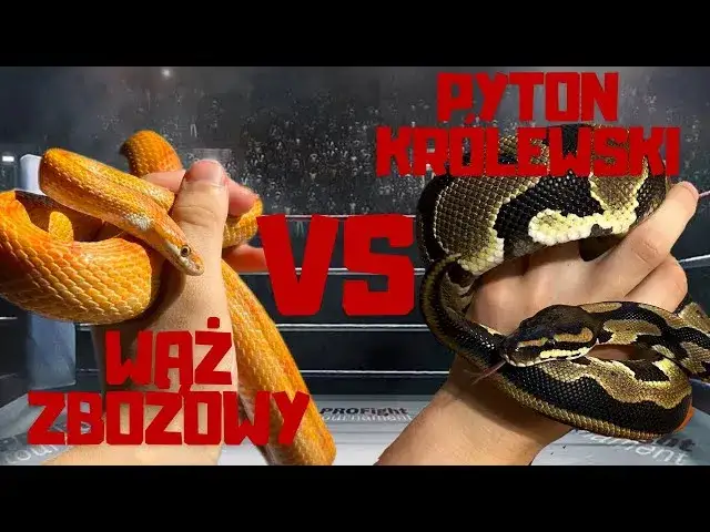 wąż zbożowy pyton królewski wąż mleczny porównanie