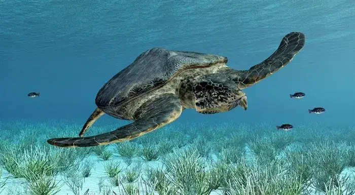 żółw skórzasty, żółw słoniowy, Archelon ischyros rekonstrukcja