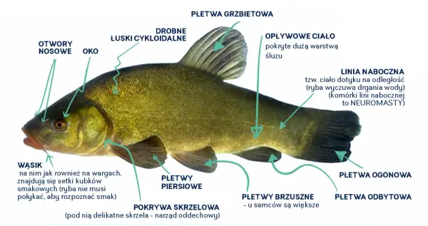 Szczegółowy opis budowy lina, gatunku ryby słodkowodnej, z zaznaczonymi płetwami, linią boczną i wąsikami.