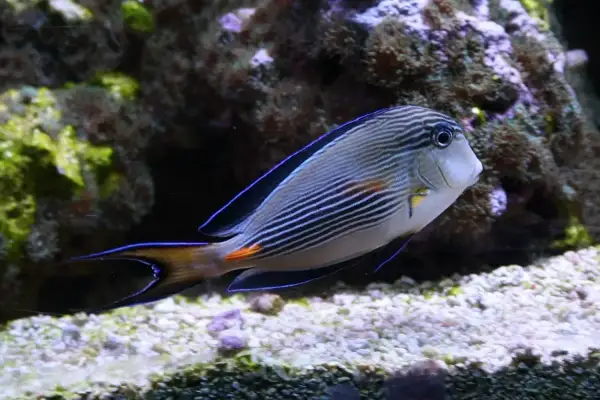 Ryba w paski z niebieską obwódką płetw, pływająca w akwarium. Sprawdź oceanarium Jastrzębia Góra cennik.