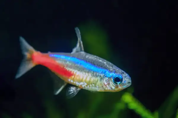 Neonowy tetra fluo z niebiesko-czerwonym pasem. Poznaj jego wymagania akwariowe.