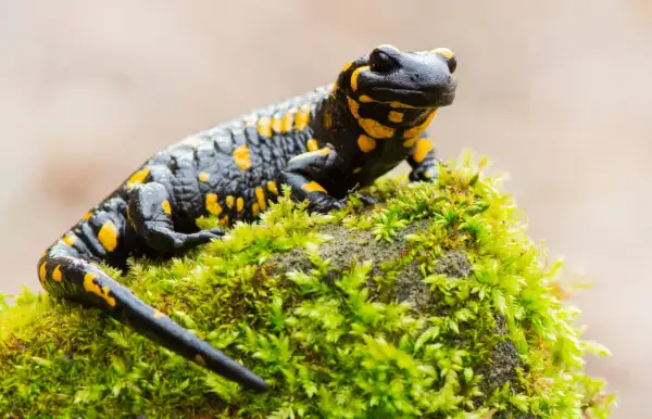 Czarna salamandra plamista z żółtymi cętkami siedzi na omszałym kamieniu. Czy salamandra to jaszczurka? Nie, to płaz.