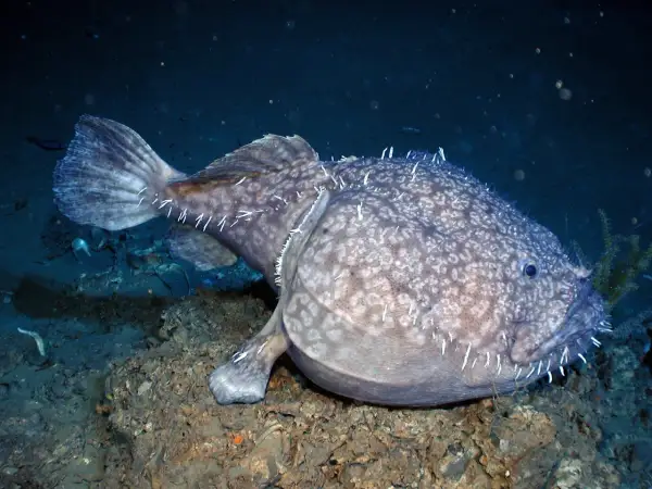 Dziwny, cętkowany stwór morski z białymi kolcami. Czy ryby są zmiennocieplne? To pytanie nurtuje naukowców od lat, a ten głębinowy mieszkaniec oceanu może być kluczem do odpowiedzi.