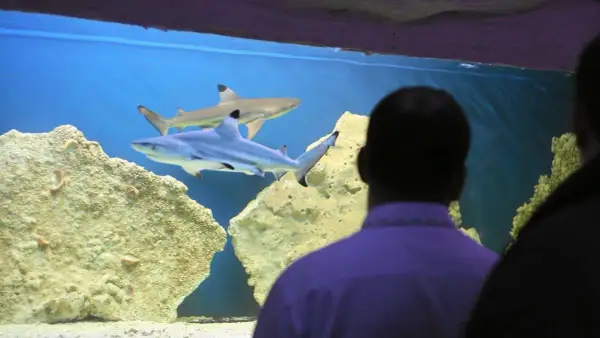 Blue City: Oceanarium 3D czy prawdziwe ryby? Alternatywy!