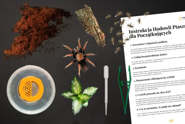 Ptaszniki, owady i instrukcja hodowli. Na zdjęciu młody ptasznik, świerszcze, podłoże i elementy terrarium.
